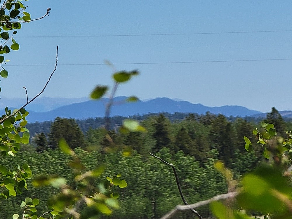 542 Thickspike Road Property Photo 32