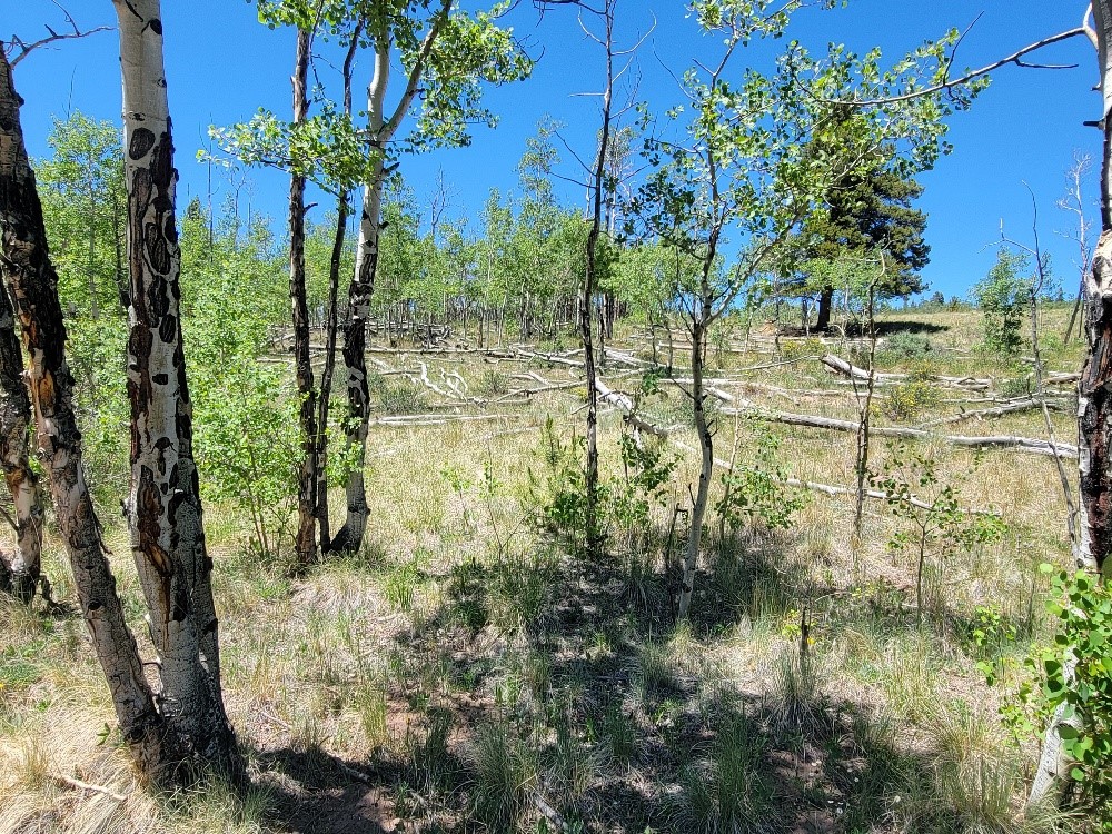542 Thickspike Road Property Photo 34