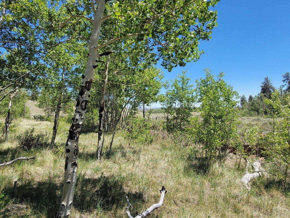 542 Thickspike Road Property Photo 35