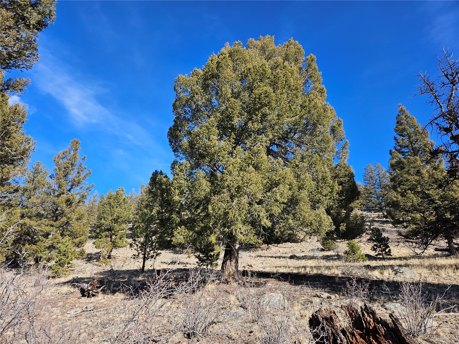 Lot 395 Bonell Drive Property Photo 9