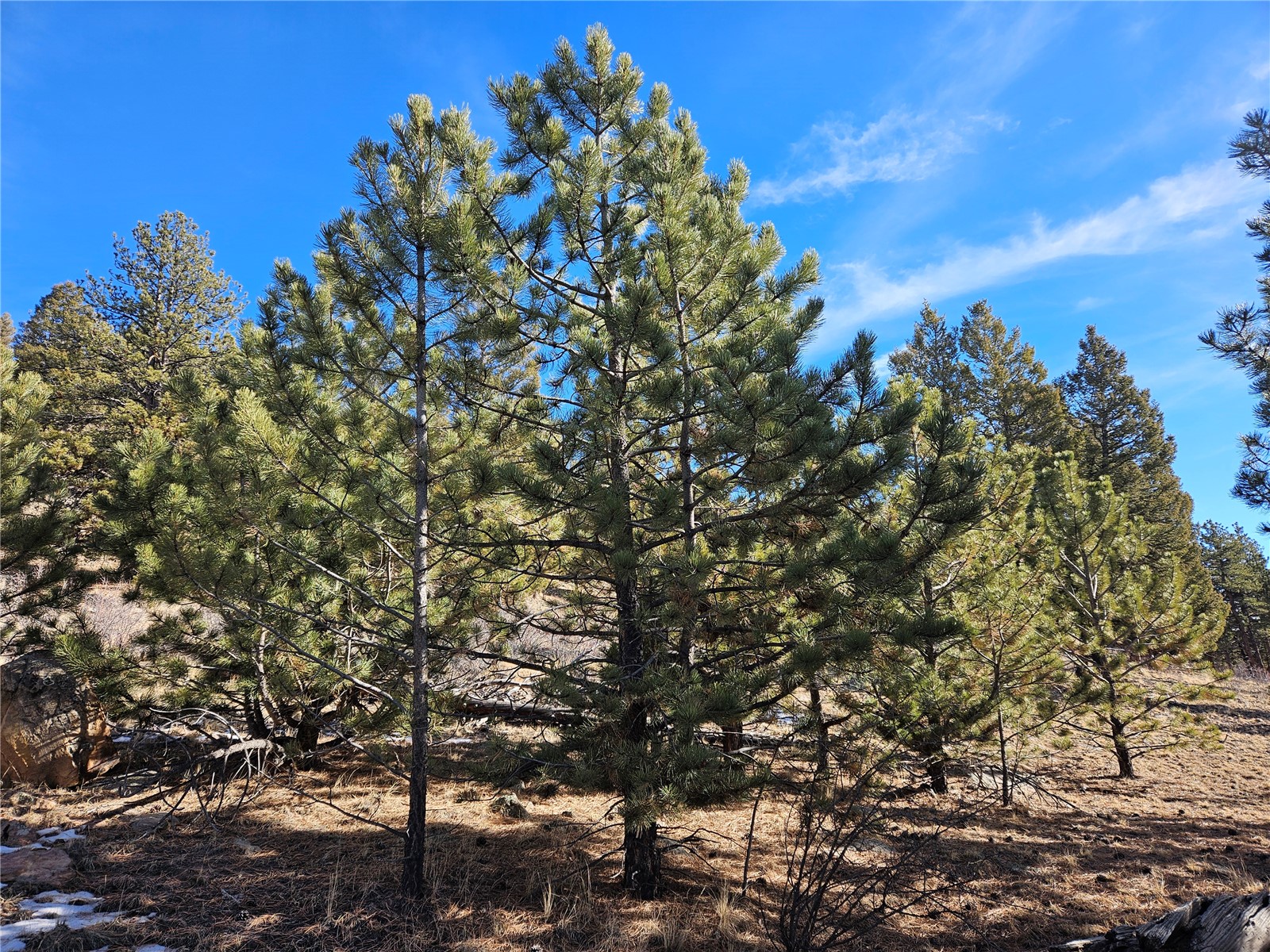 Lot 395 Bonell Drive Property Photo 13