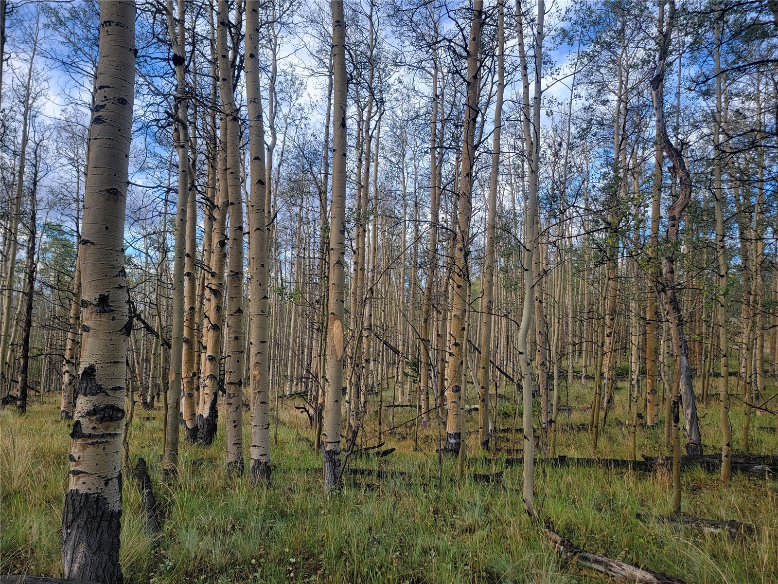 918 Little Baldy Circle Property Photo 4
