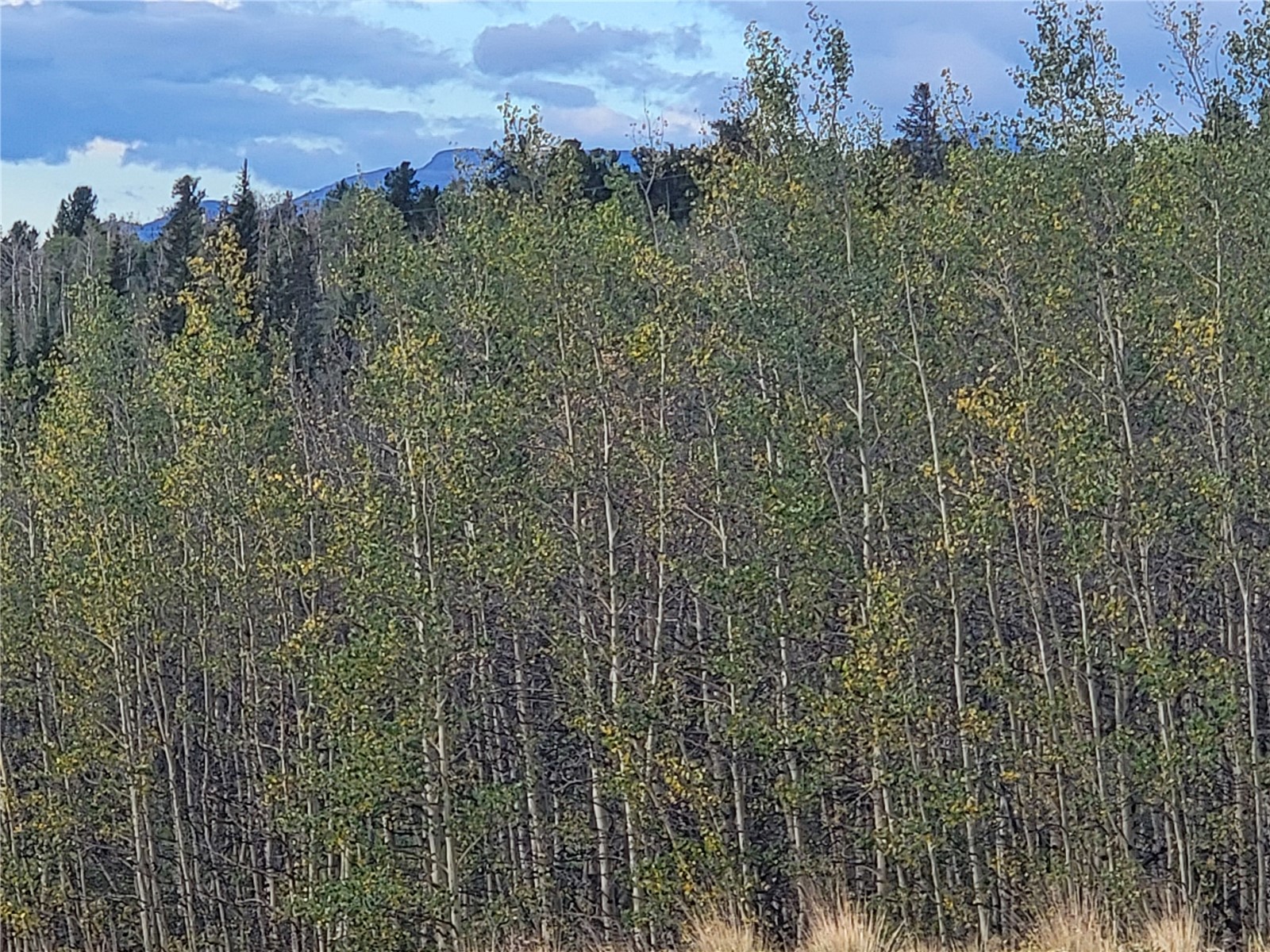 918 Little Baldy Circle Property Photo 6
