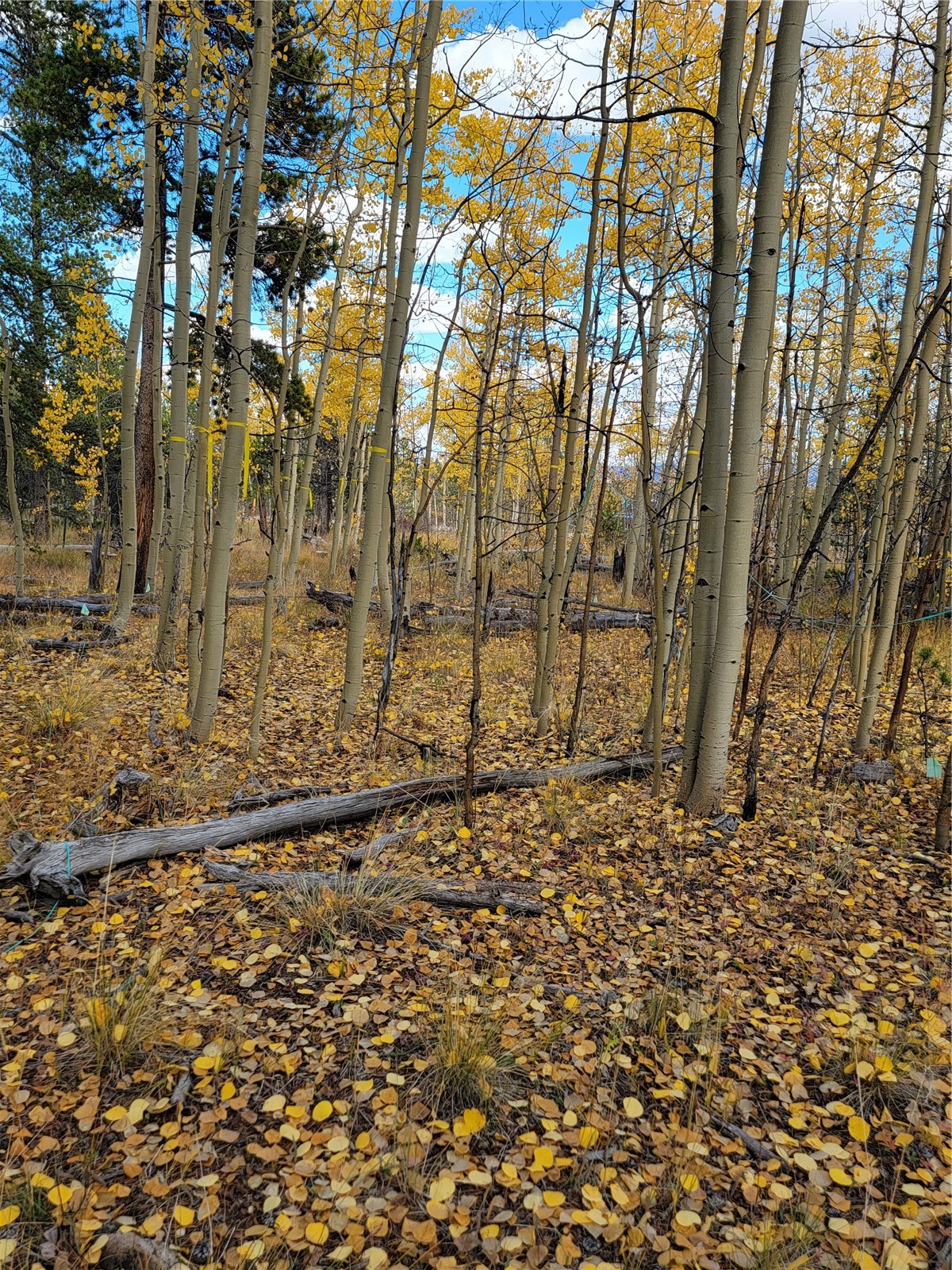 918 Little Baldy Circle Property Photo 15