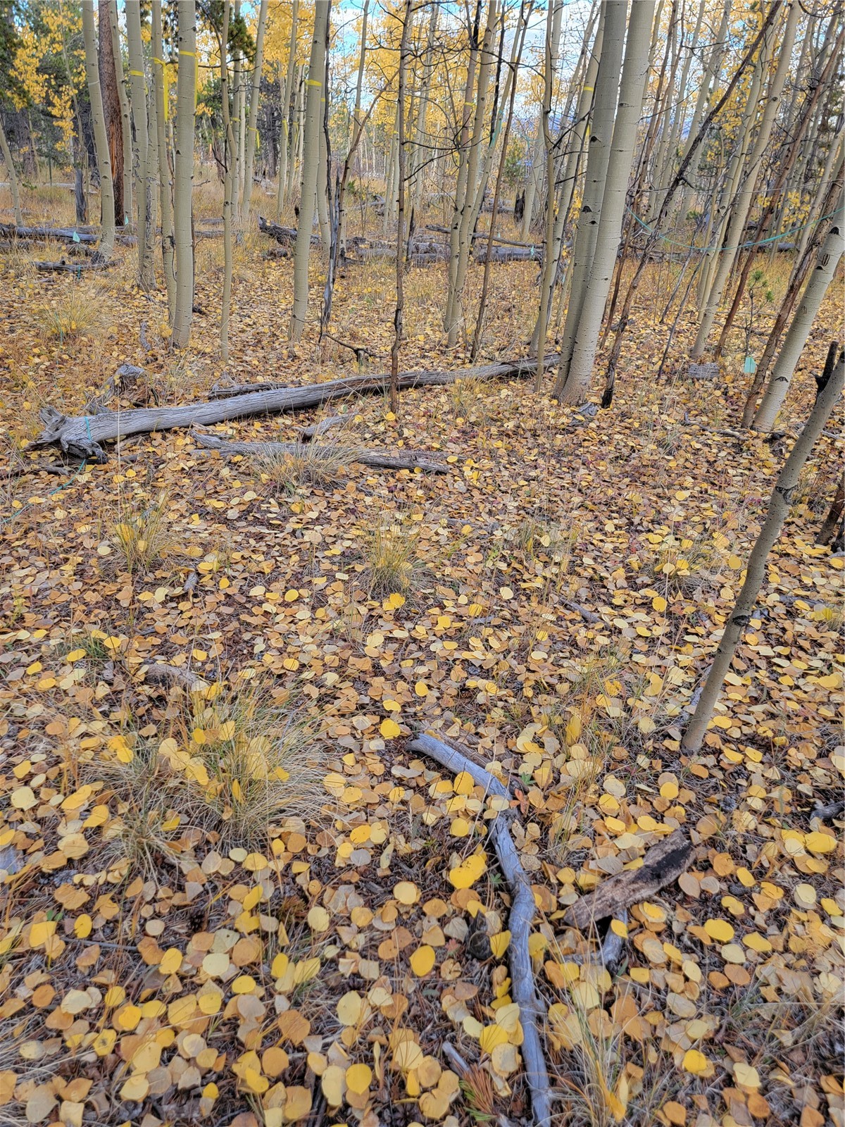 918 Little Baldy Circle Property Photo 22