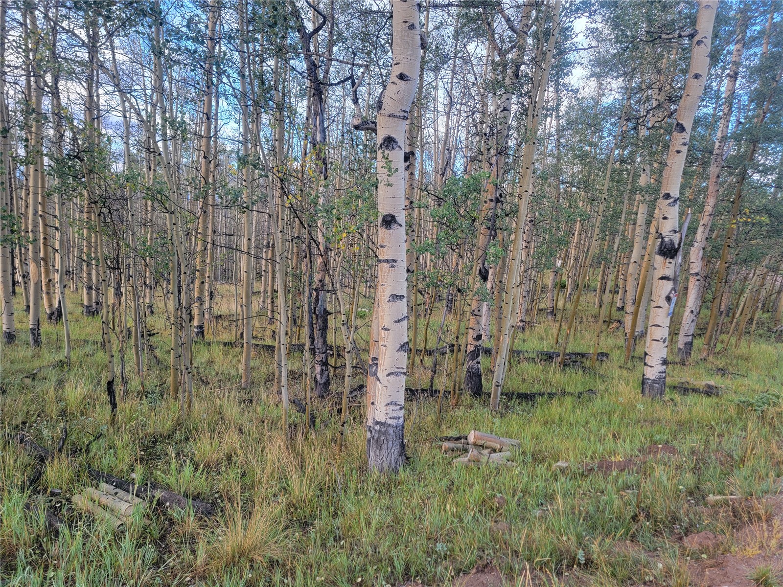 918 Little Baldy Circle Property Photo 48