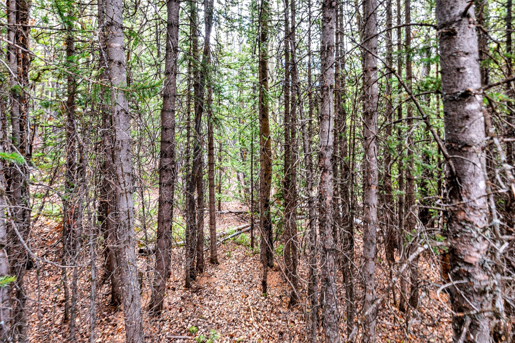 55780 Highway 9 Property Photo 35