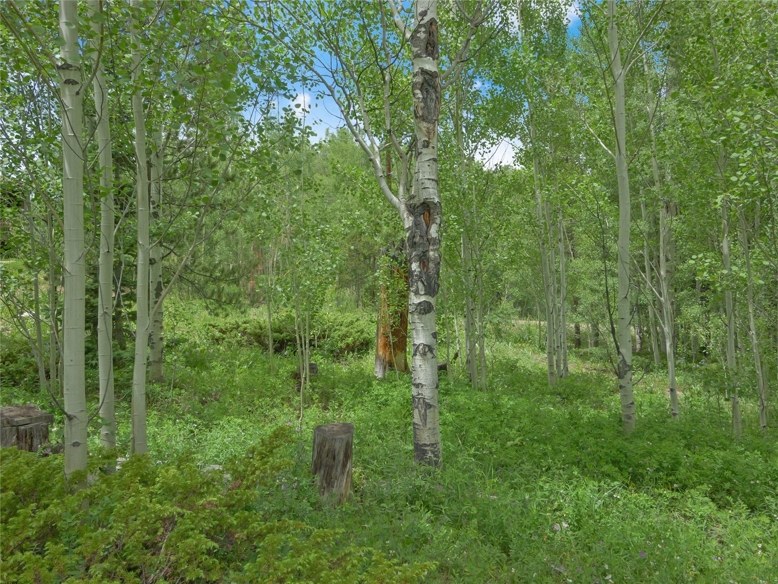 616 Aspen Drive Property Photo 3