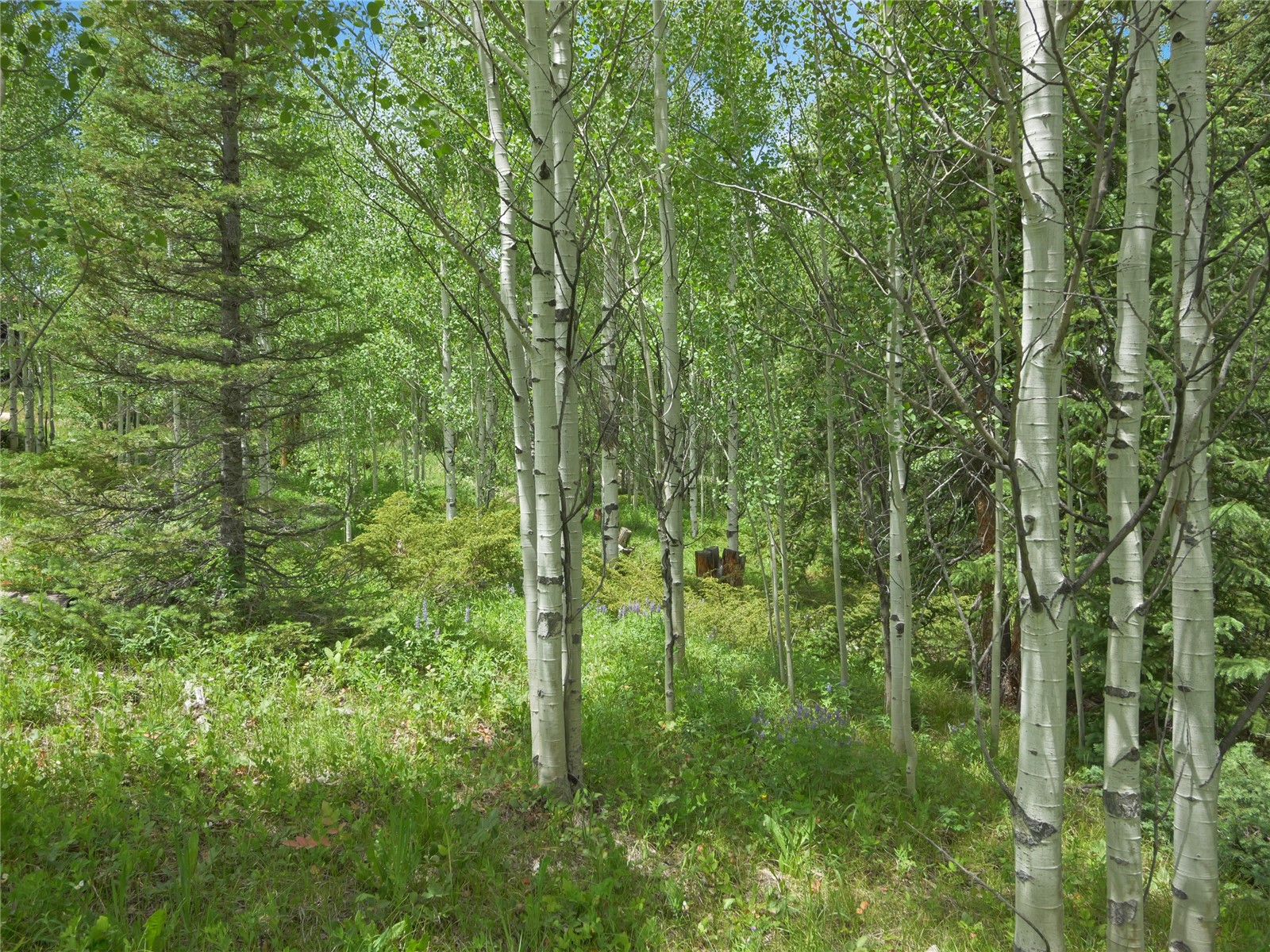 616 Aspen Drive Property Photo 5