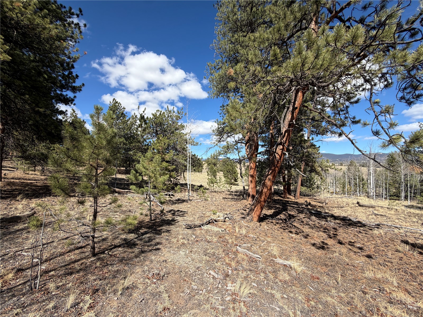 239 Shenandoah Path Property Photo 4