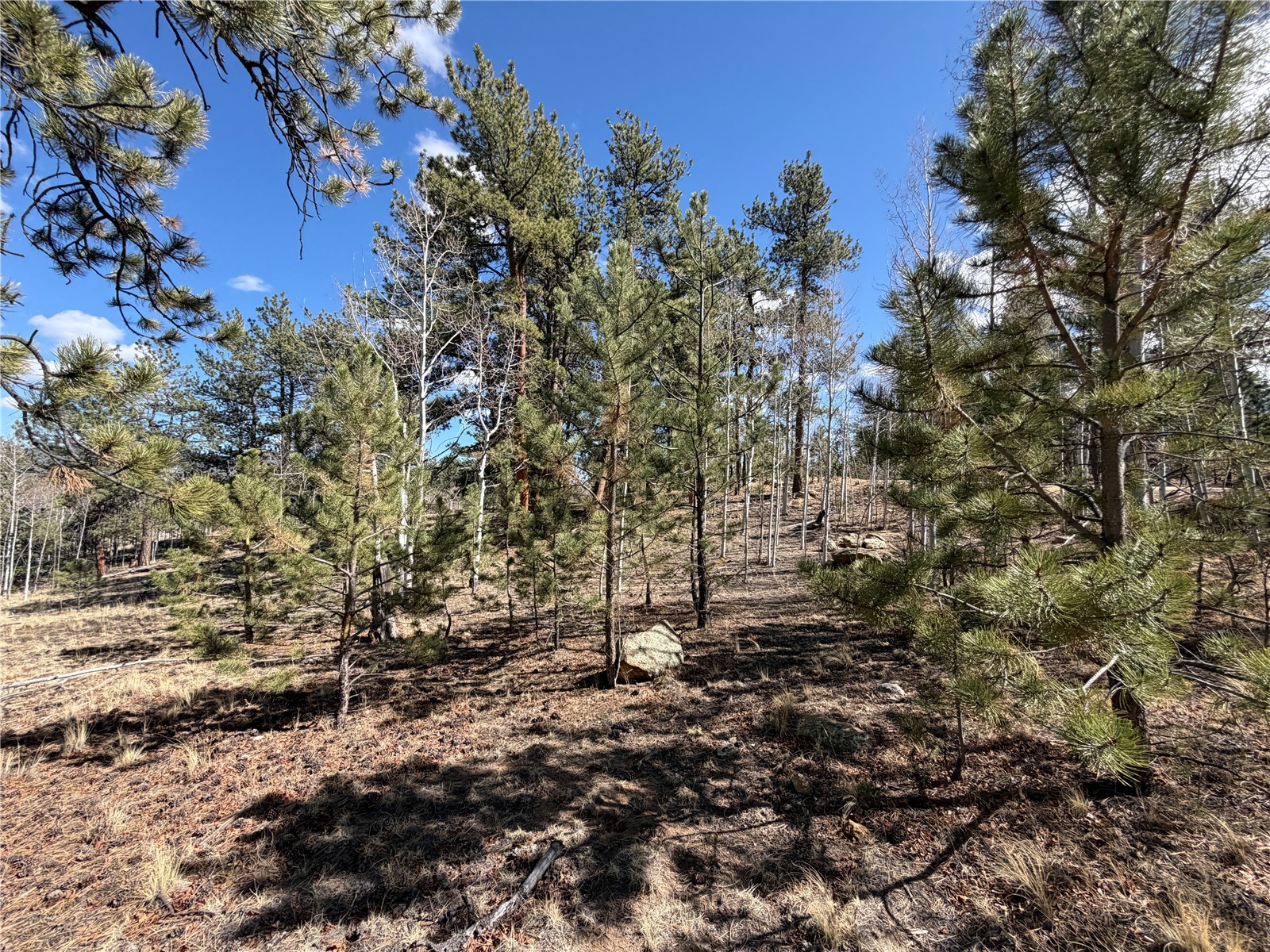 239 Shenandoah Path Property Photo 5