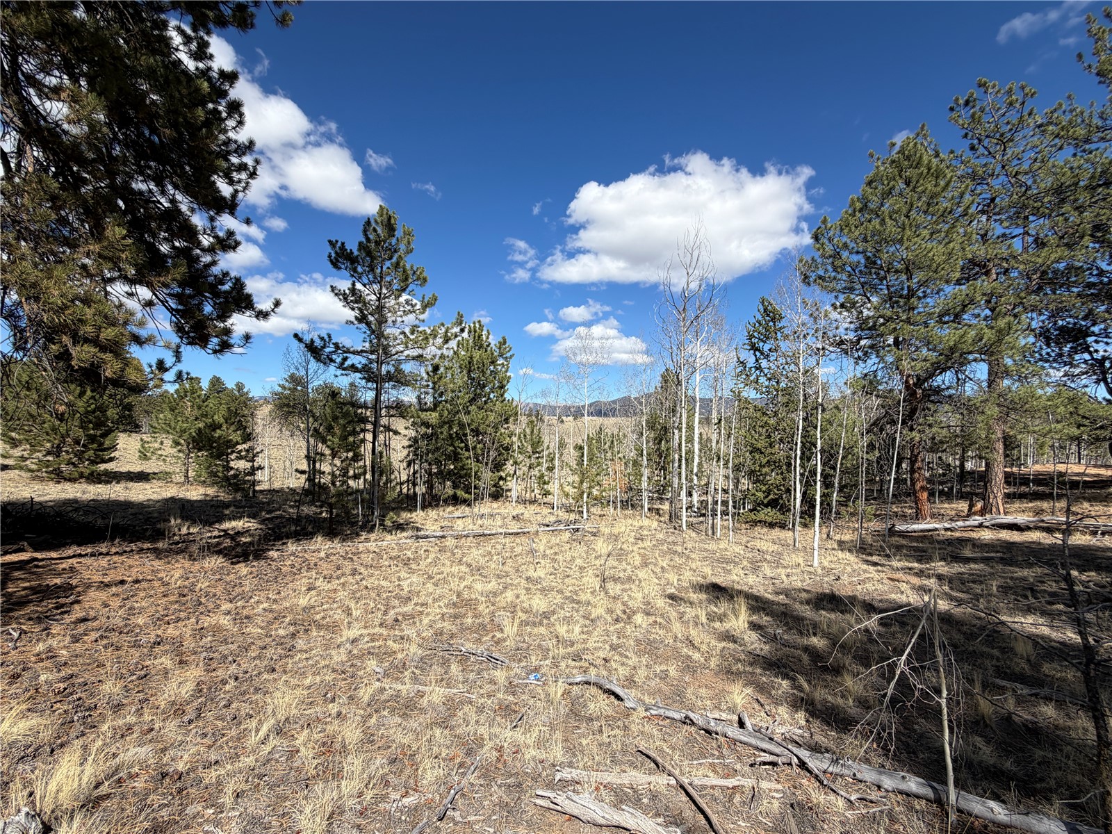 239 Shenandoah Path Property Photo 7