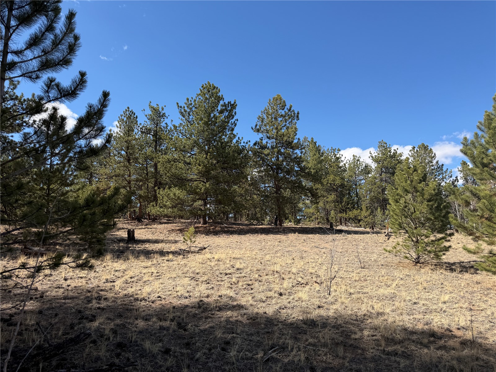 239 Shenandoah Path Property Photo 10