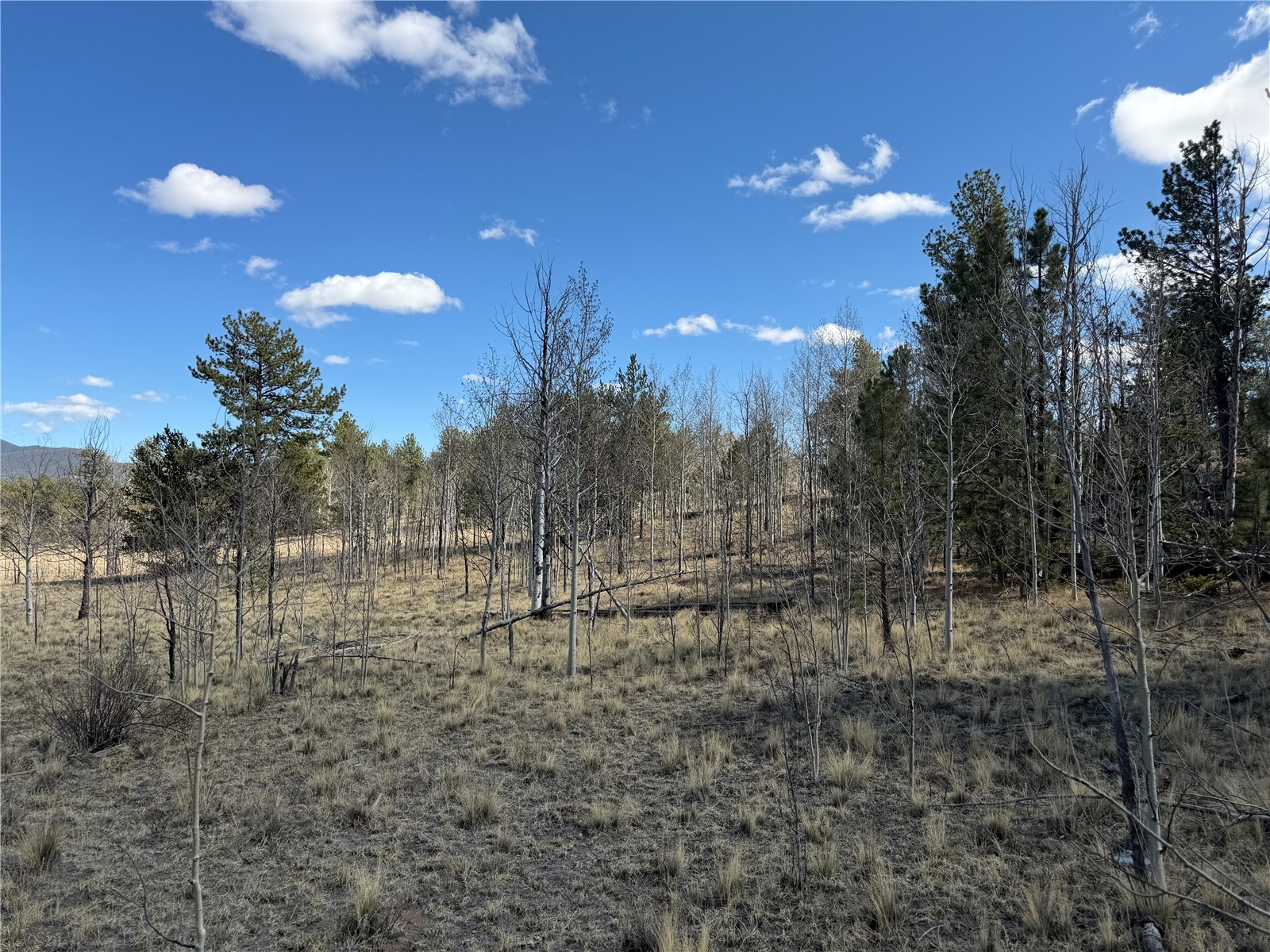 239 Shenandoah Path Property Photo 12