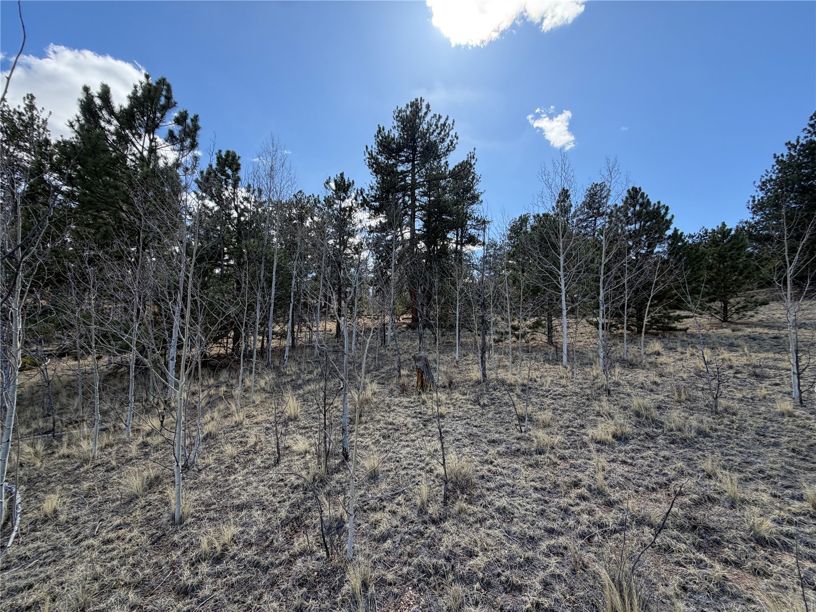 239 Shenandoah Path Property Photo 13