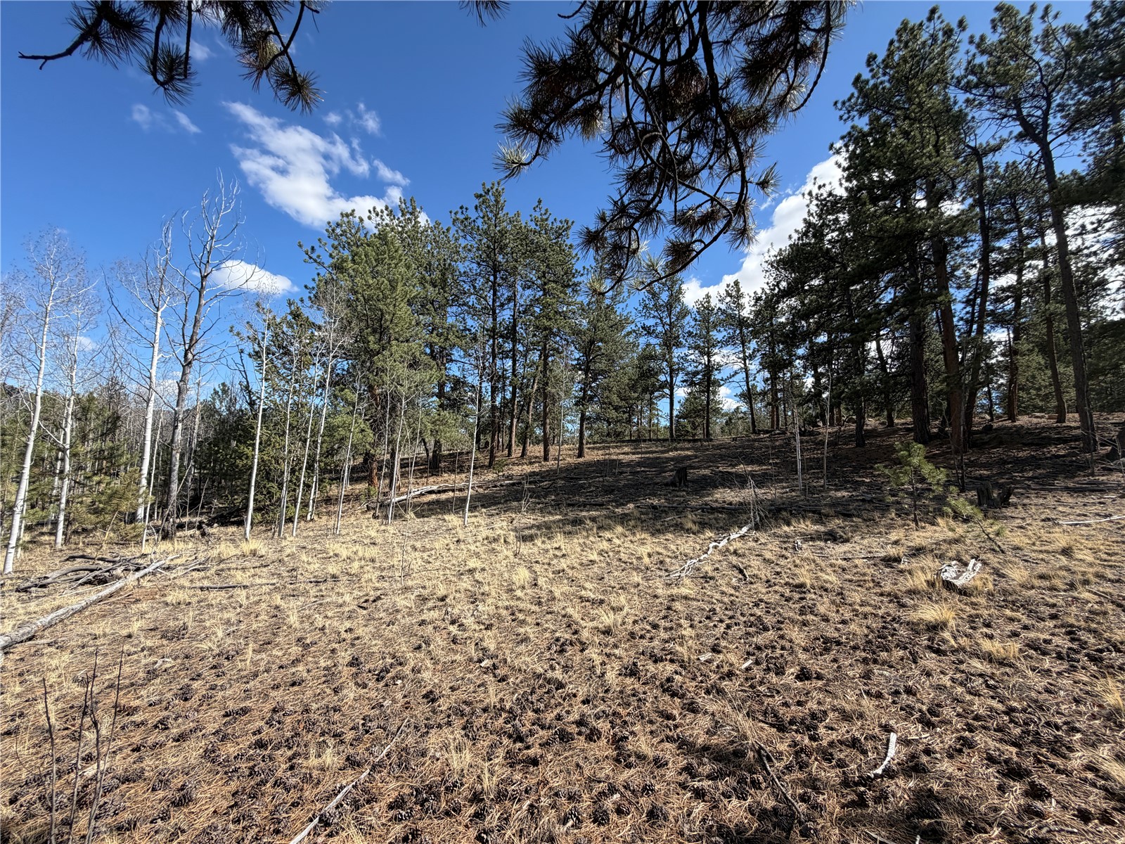 239 Shenandoah Path Property Photo 17