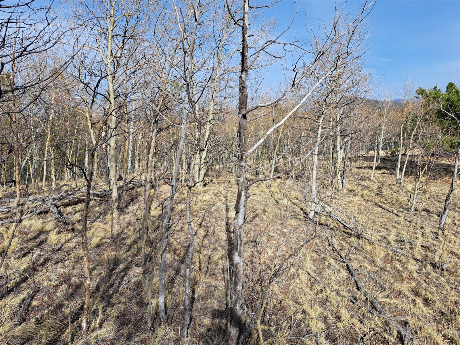 93 Wyandot Way Property Photo 4
