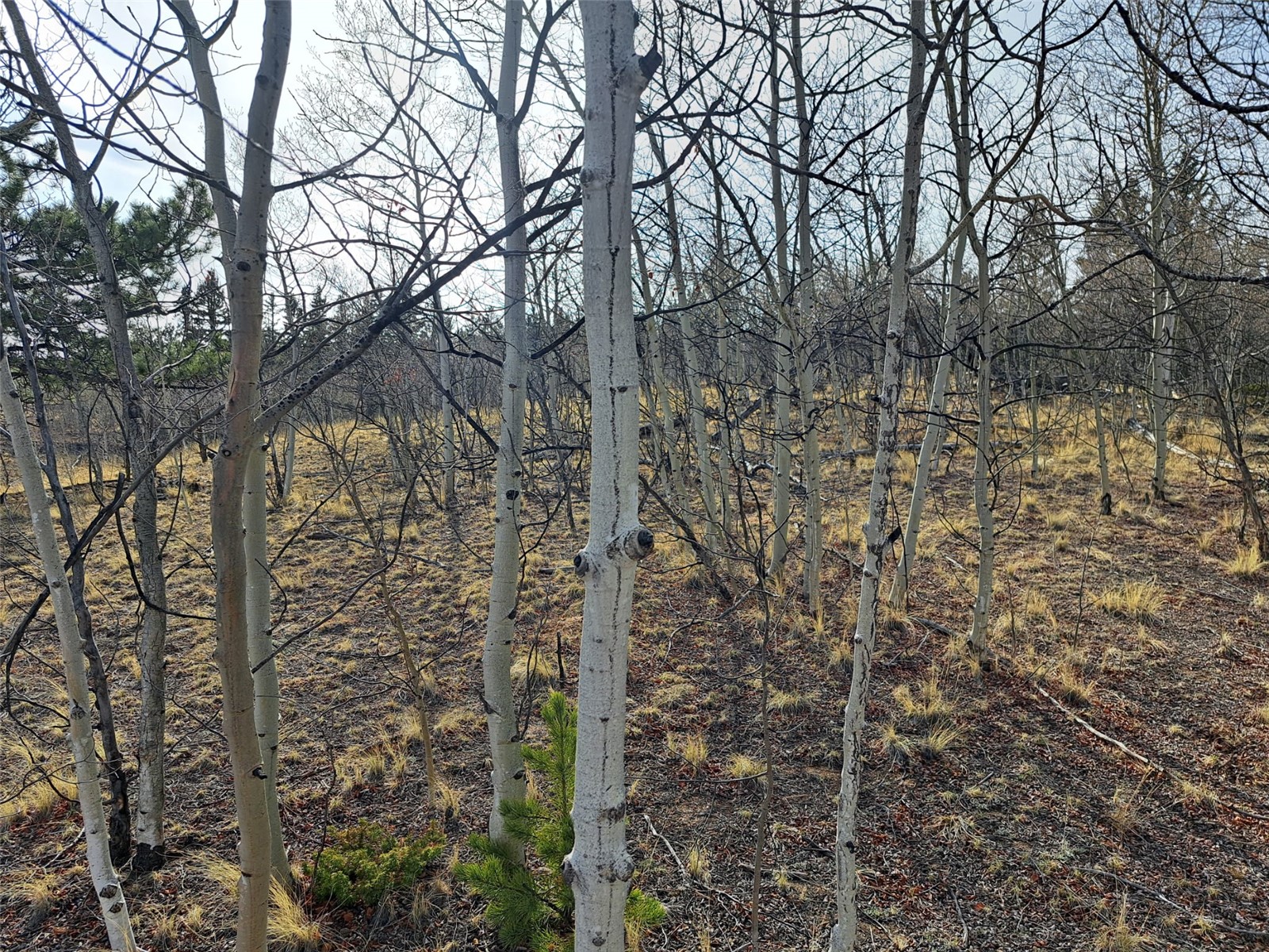 93 Wyandot Way Property Photo 33
