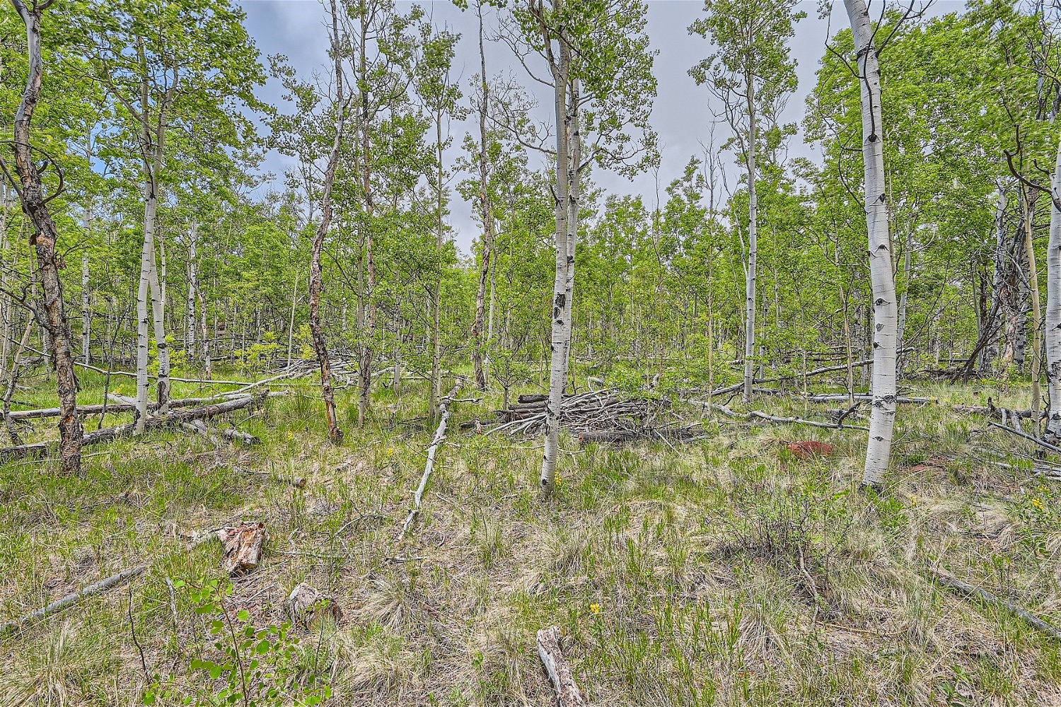 612 Iron Mountain Road Property Photo 4