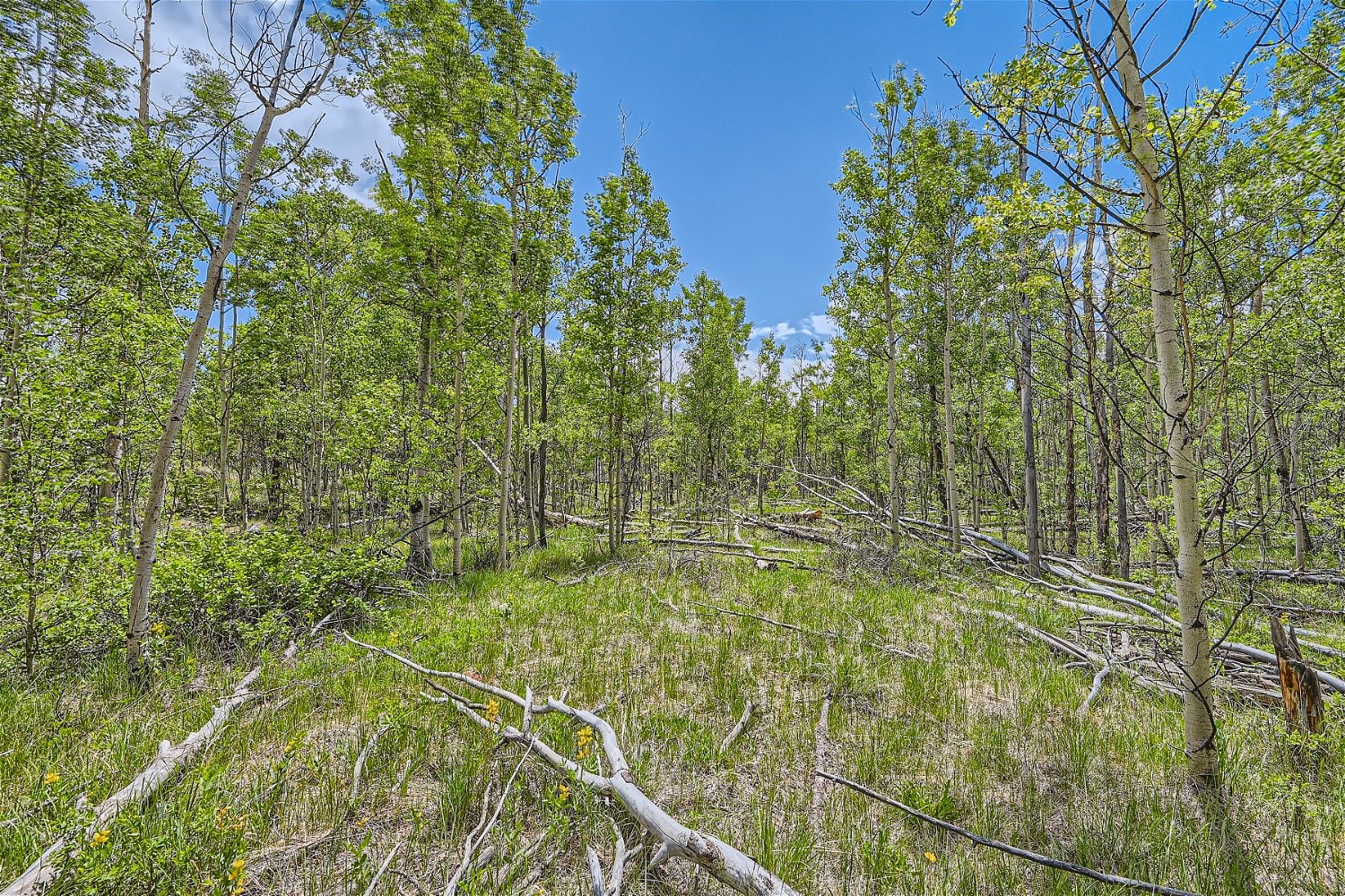 612 Iron Mountain Road Property Photo 5