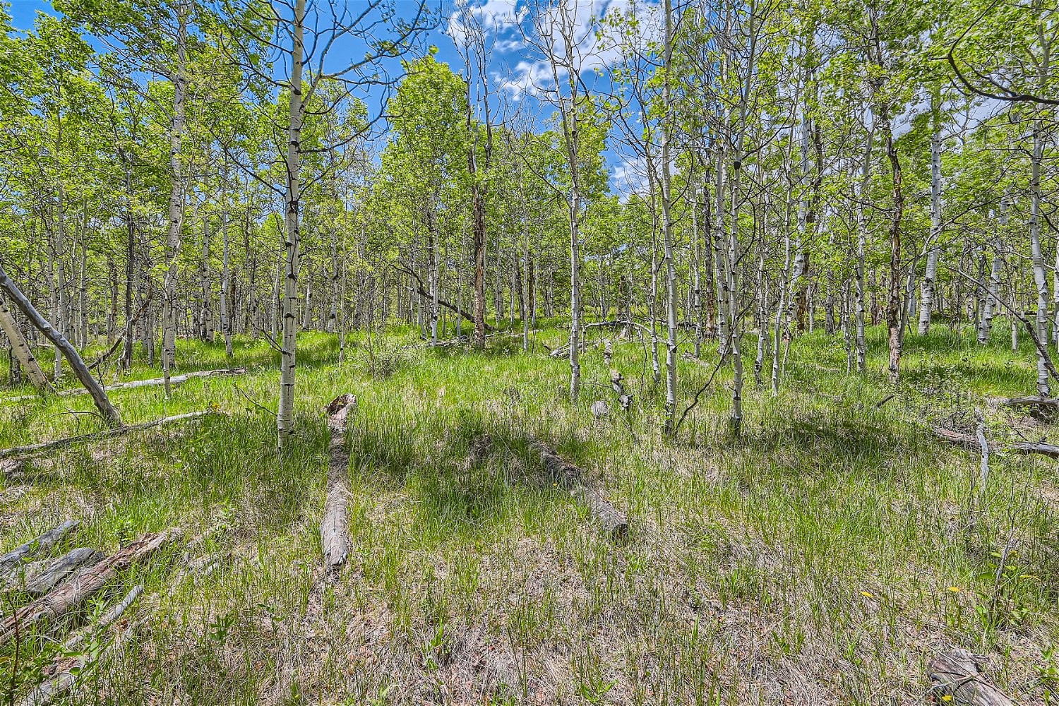 612 Iron Mountain Road Property Photo 6