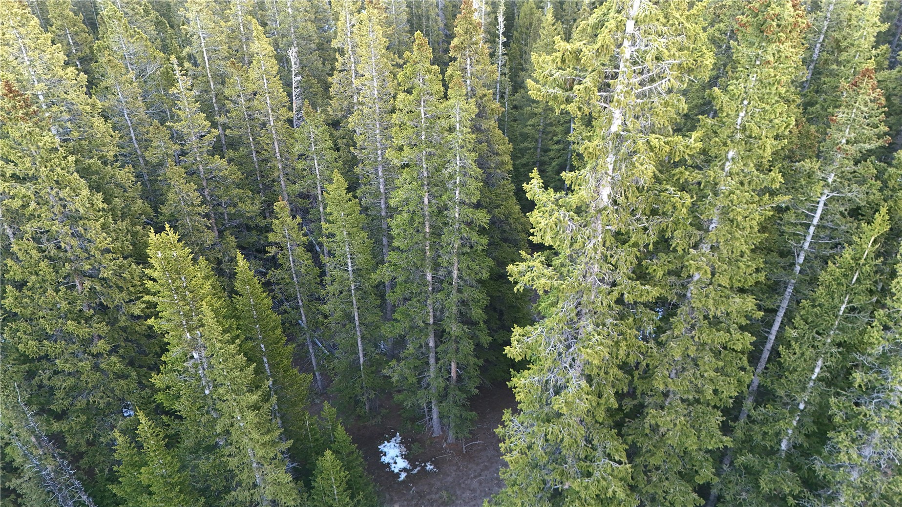 210 Silverheels Place Property Photo 8