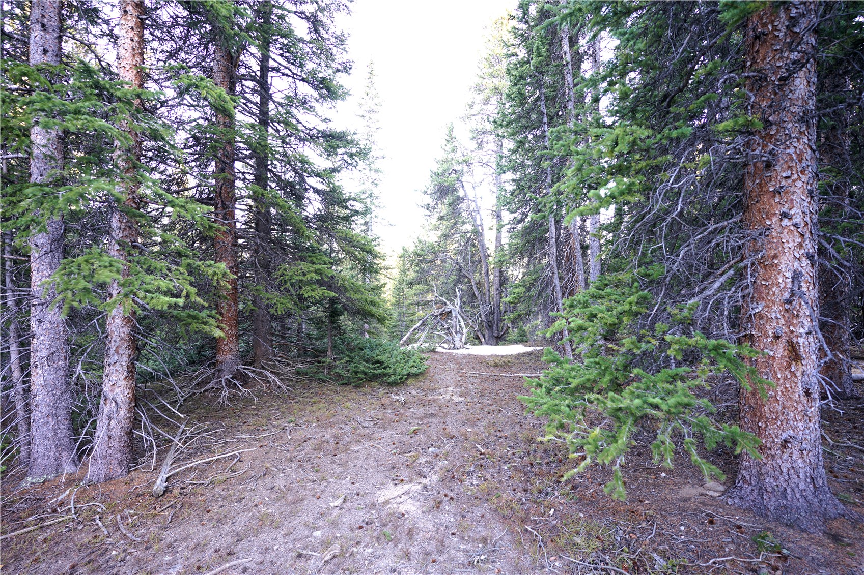 210 Silverheels Place Property Photo 16
