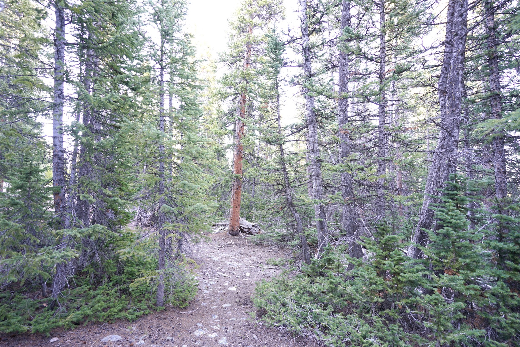 210 Silverheels Place Property Photo 17