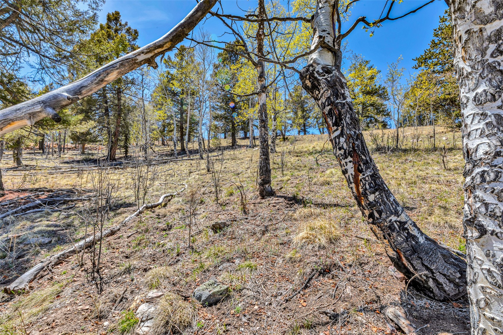 5544 Middle Fork Vista Property Photo 43