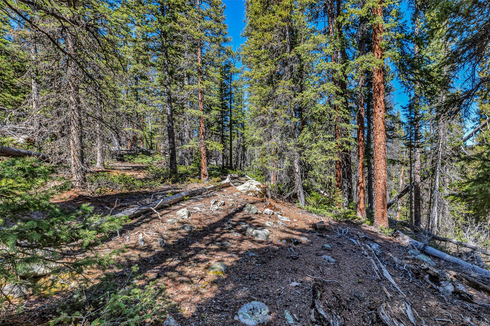 880 Gold Pan Lane Property Photo 6