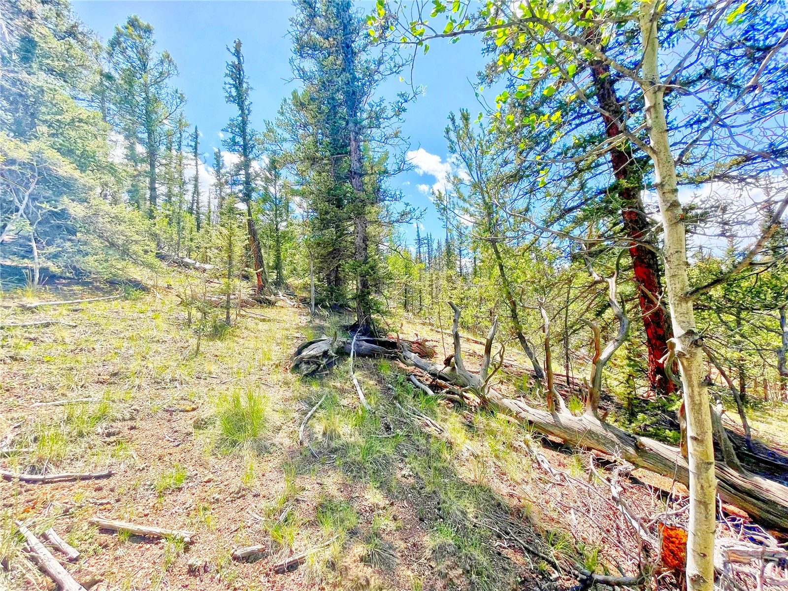 224 Apache Trail Property Photo 6