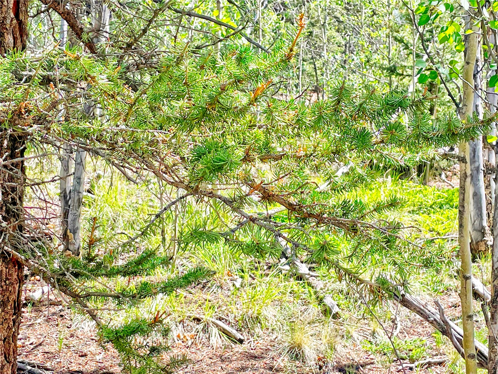 224 Apache Trail Property Photo 8