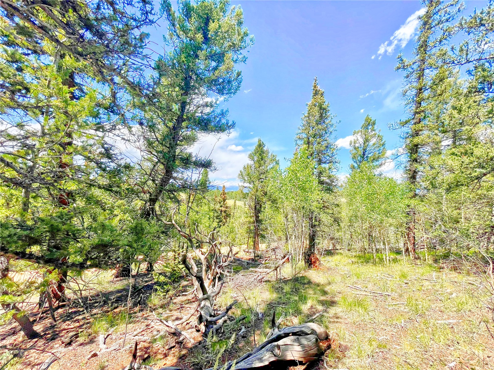 224 Apache Trail Property Photo 16