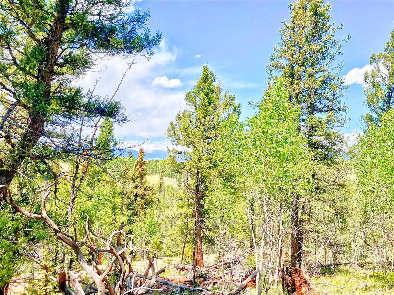 224 Apache Trail Property Photo 17