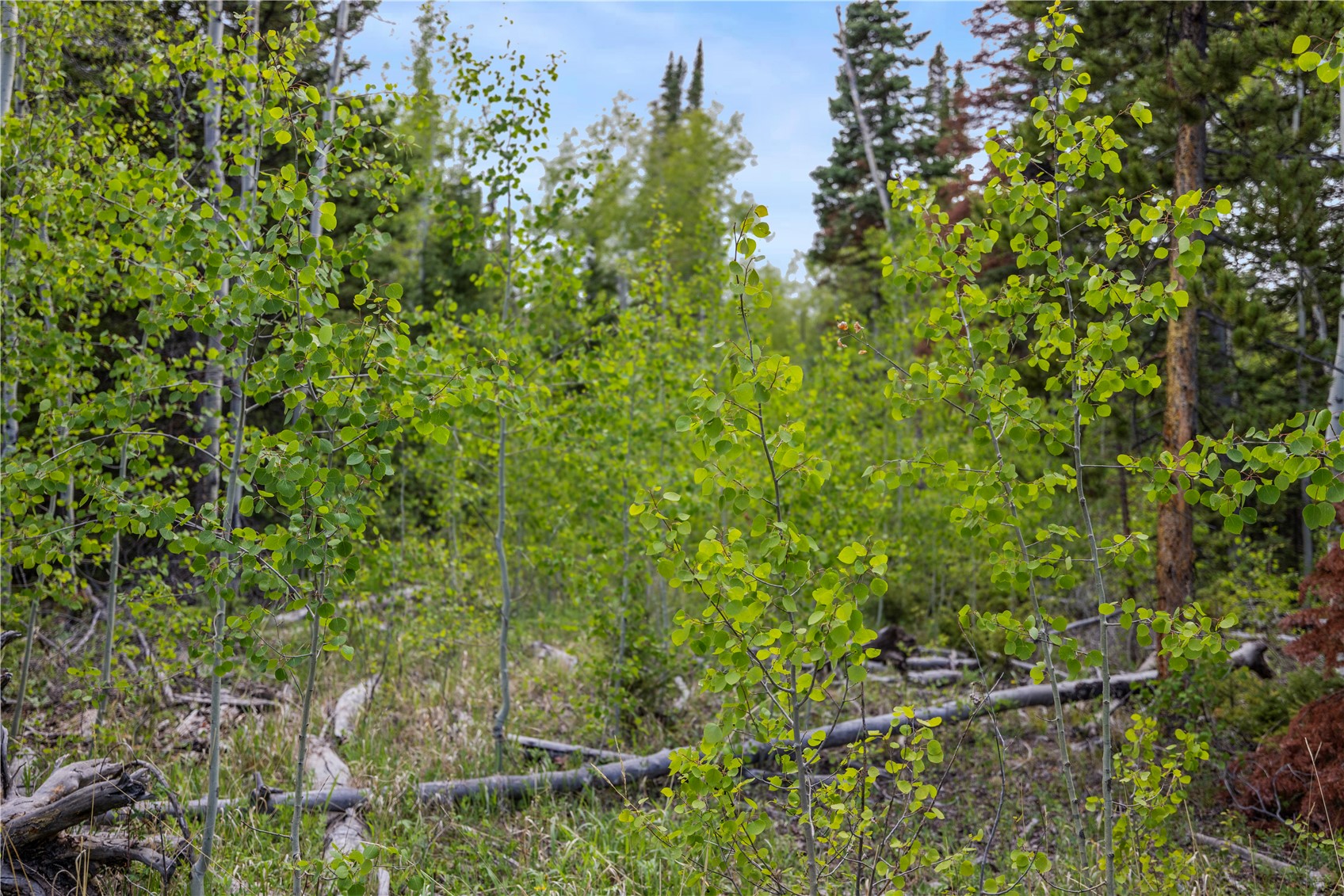 336 Blue Spruce Road Property Photo 11
