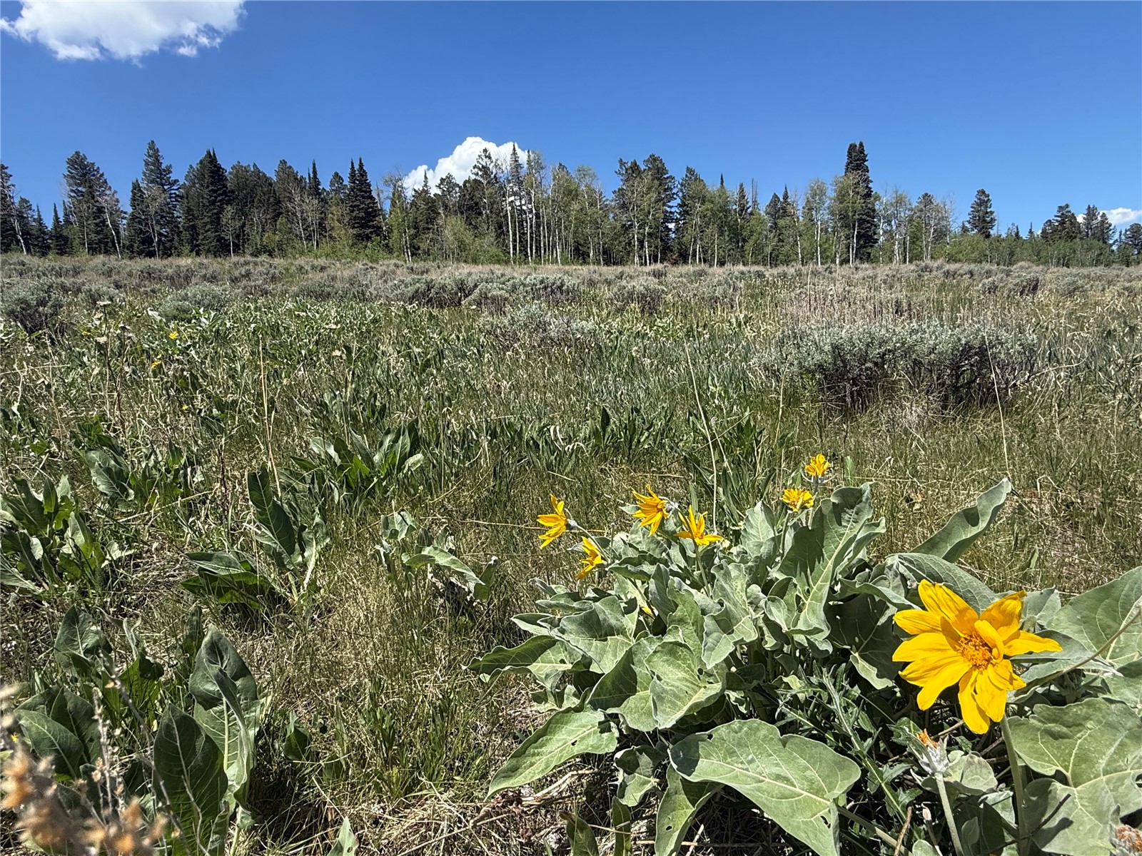 Tbd Spring Creek Ranch Road Property Photo 9