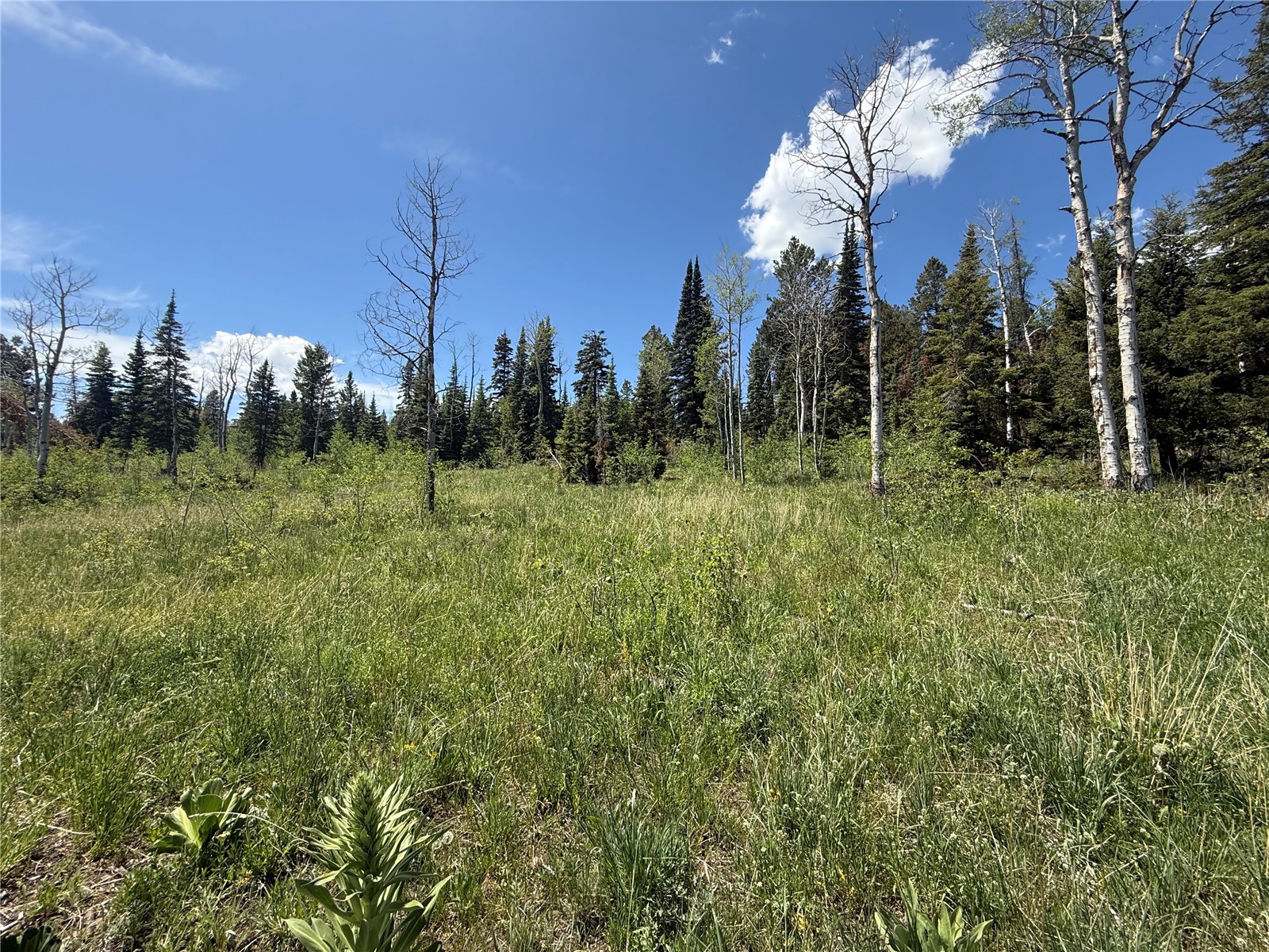 Tbd Spring Creek Ranch Road Property Photo 17