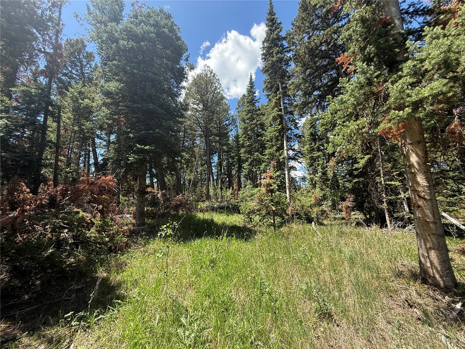 Tbd Spring Creek Ranch Road Property Photo 18