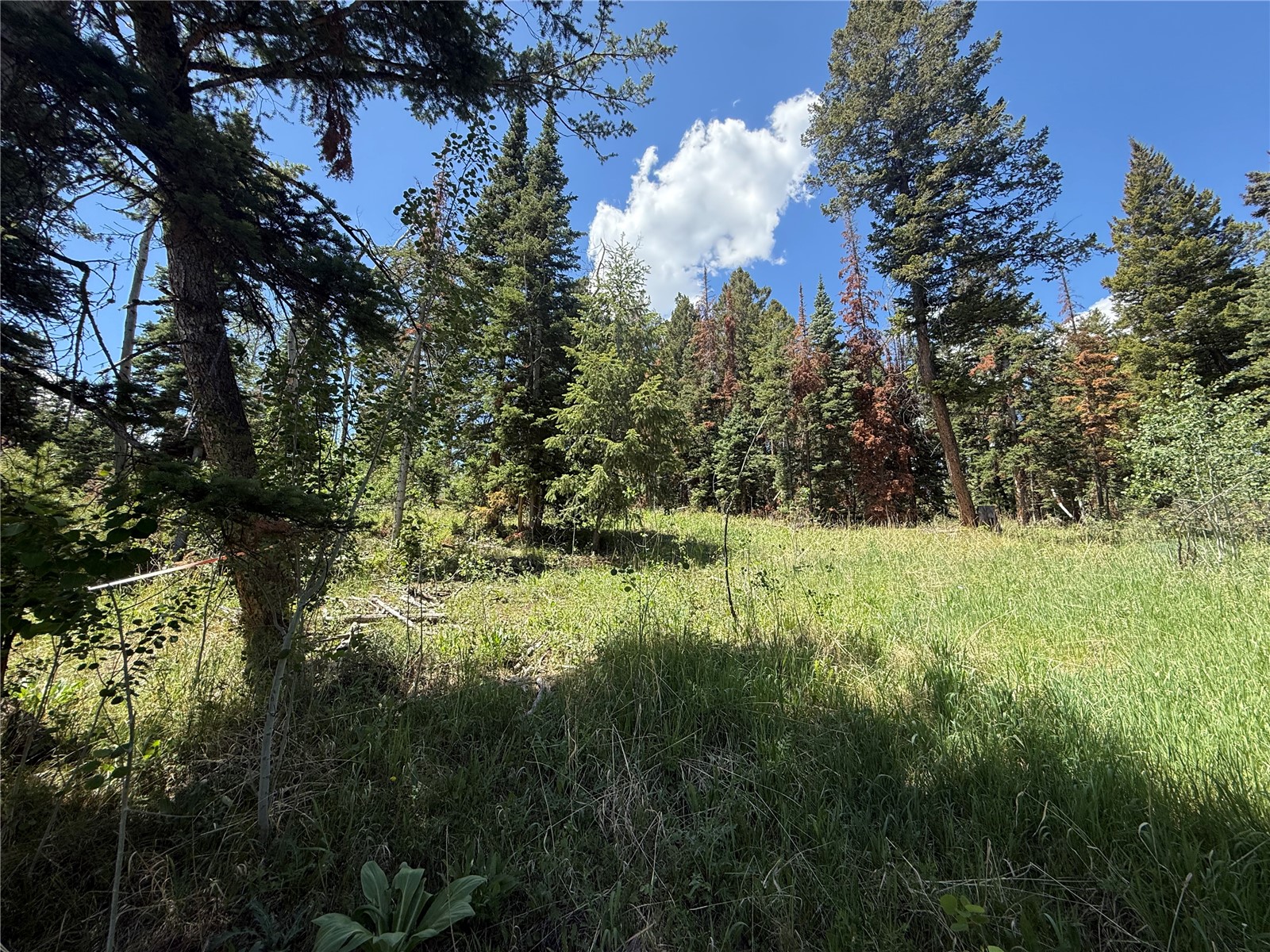Tbd Spring Creek Ranch Road Property Photo 19