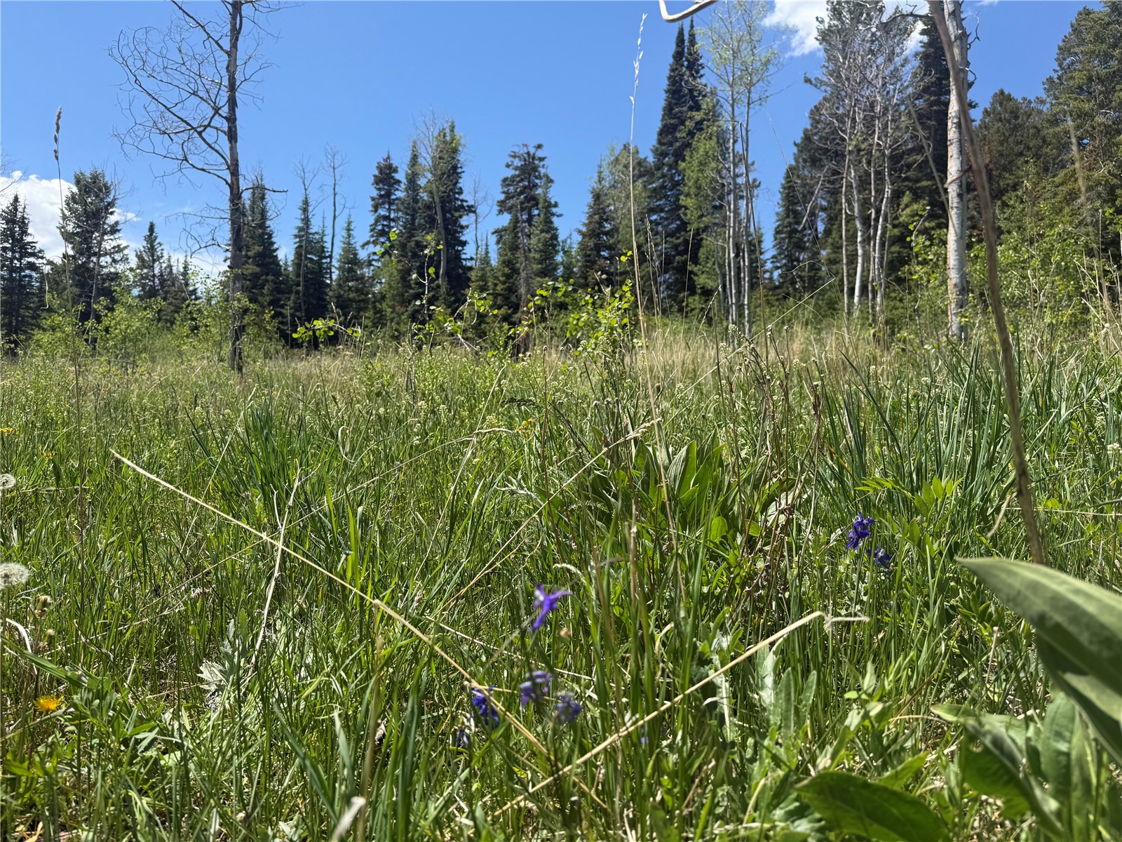 Tbd Spring Creek Ranch Road Property Photo 21