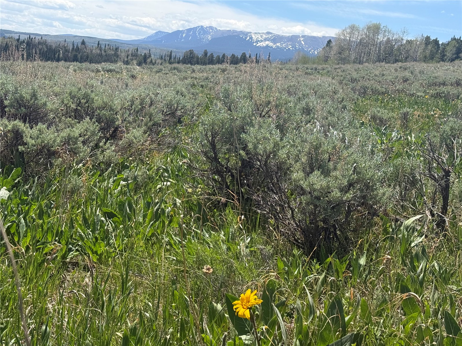 Tbd Spring Creek Ranch Road Property Photo 25