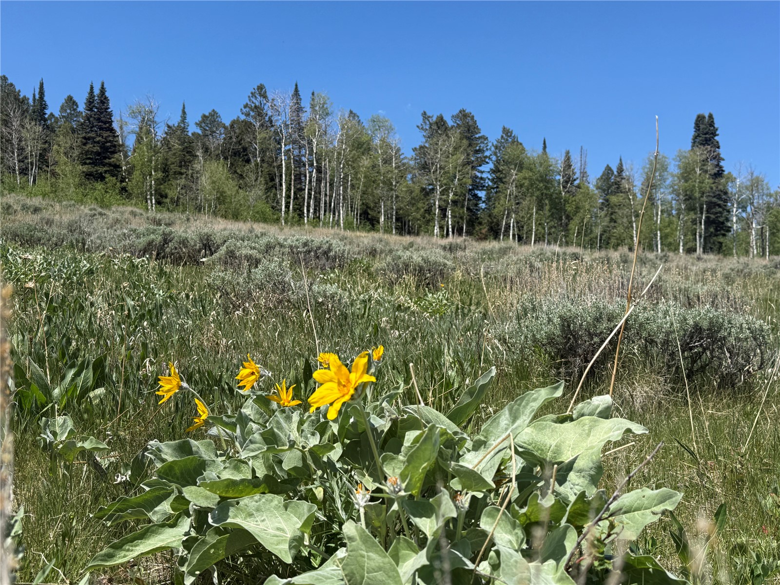 Tbd Spring Creek Ranch Road Property Photo 46