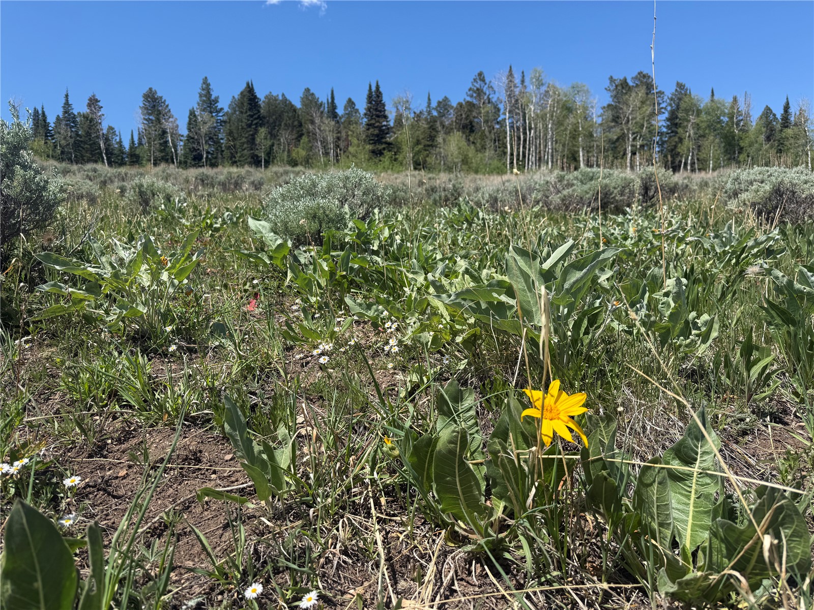 Tbd Spring Creek Ranch Road Property Photo 47