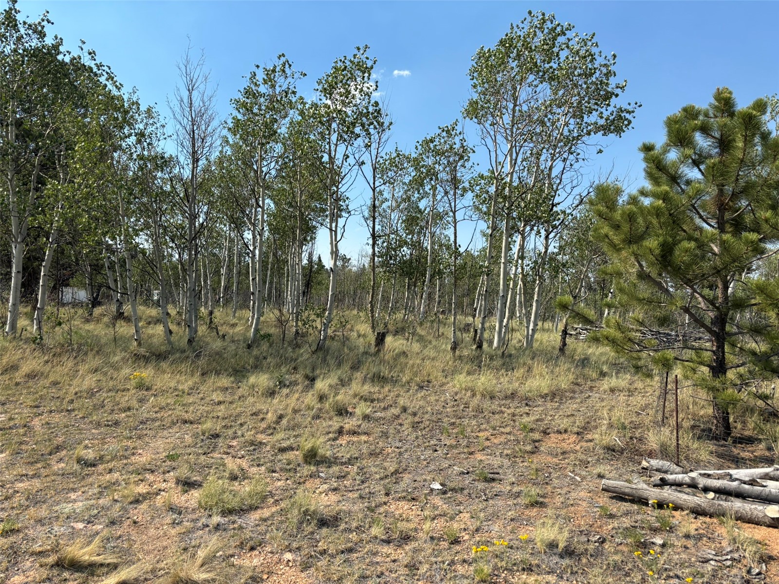 250 Pinto Trail Property Photo 7