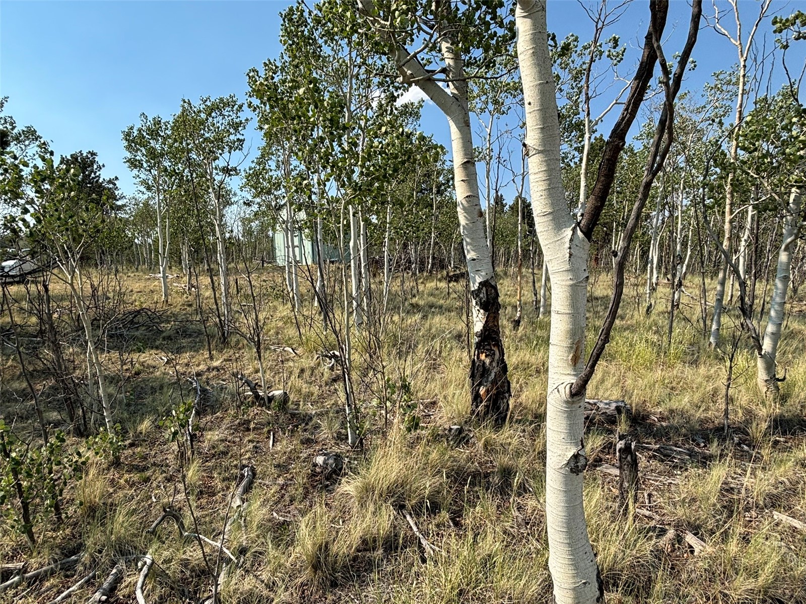 250 Pinto Trail Property Photo 8