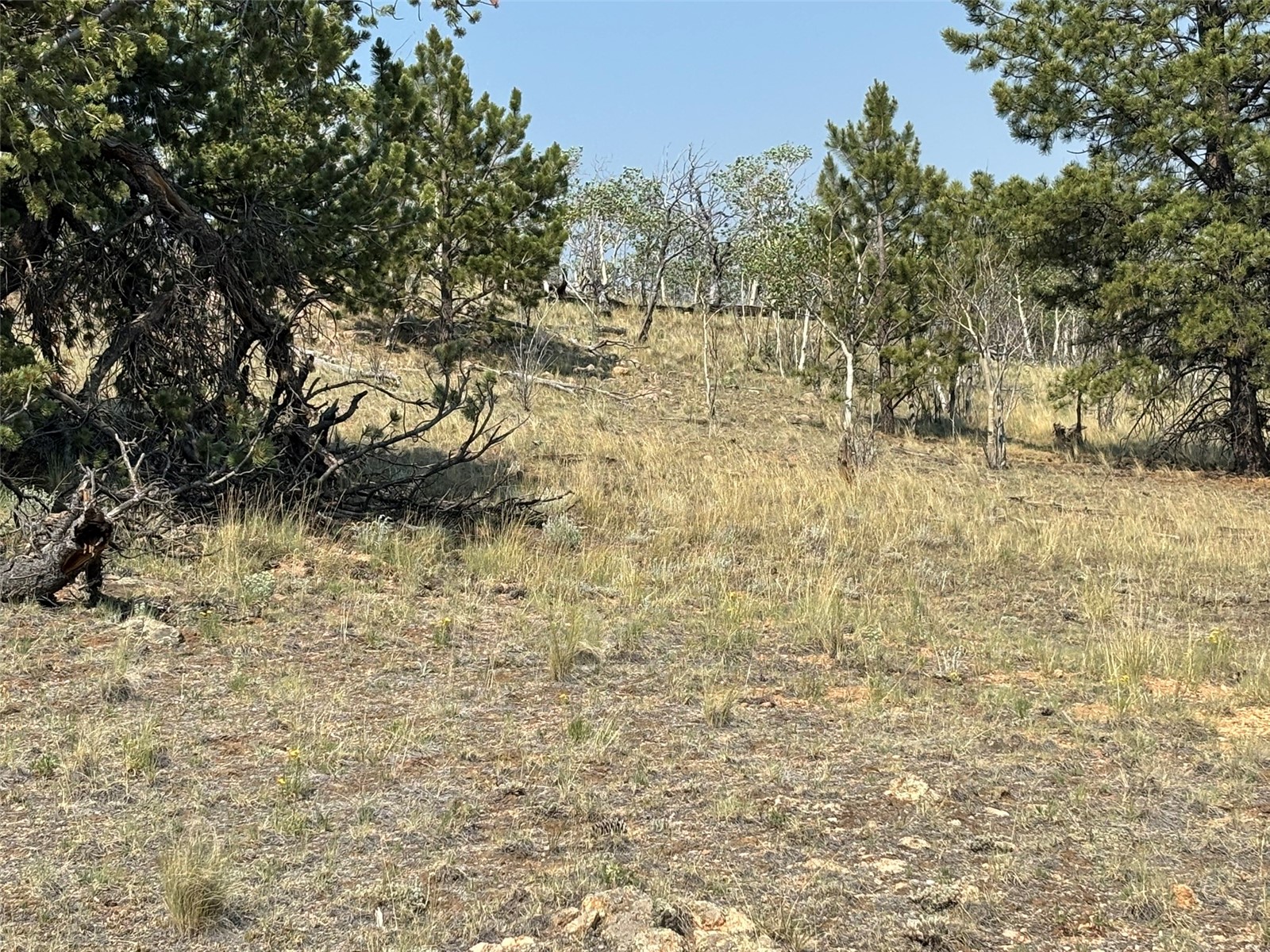 250 Pinto Trail Property Photo 13