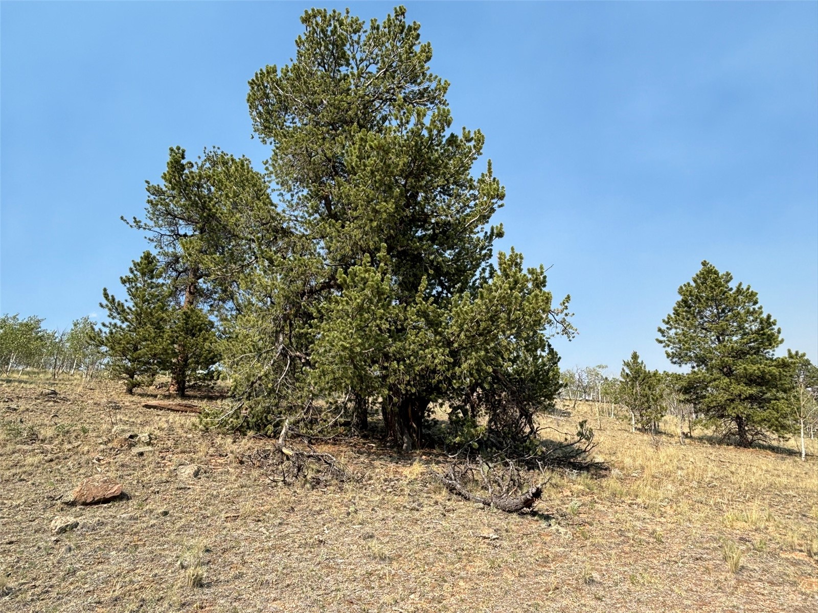 250 Pinto Trail Property Photo 25