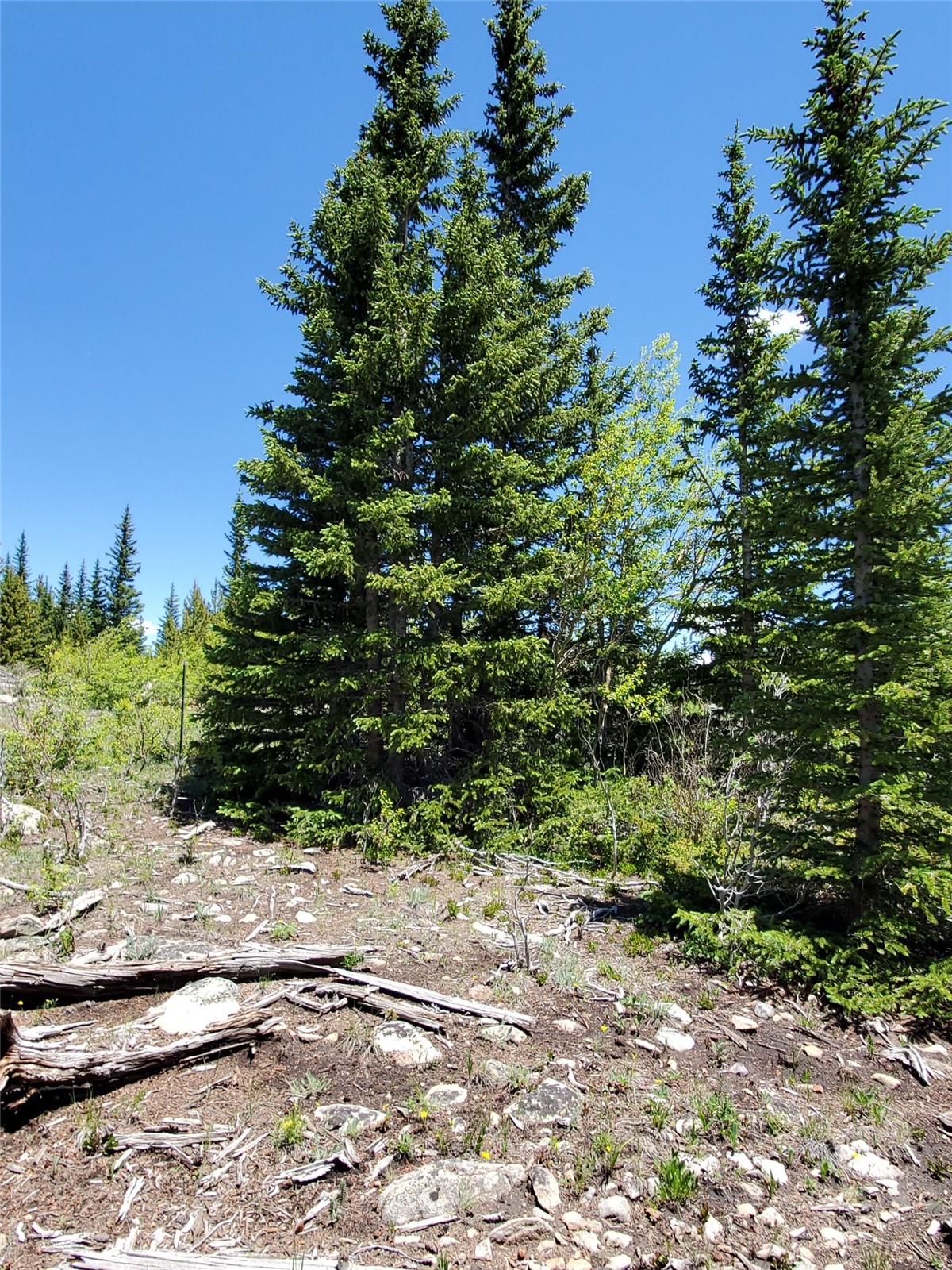 86 Timberline Trail Property Photo 11