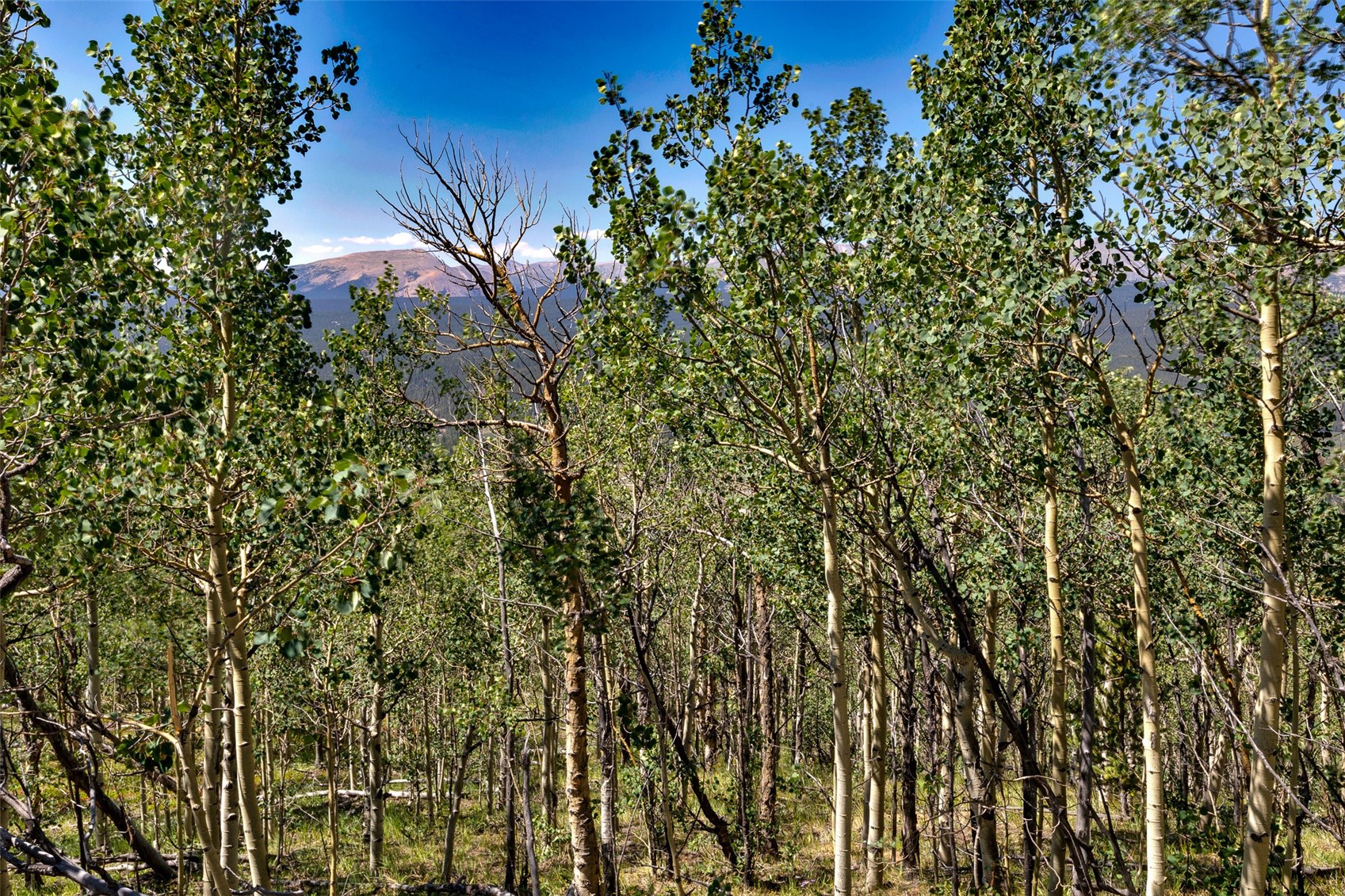 497 Ten High Lane Property Photo 34