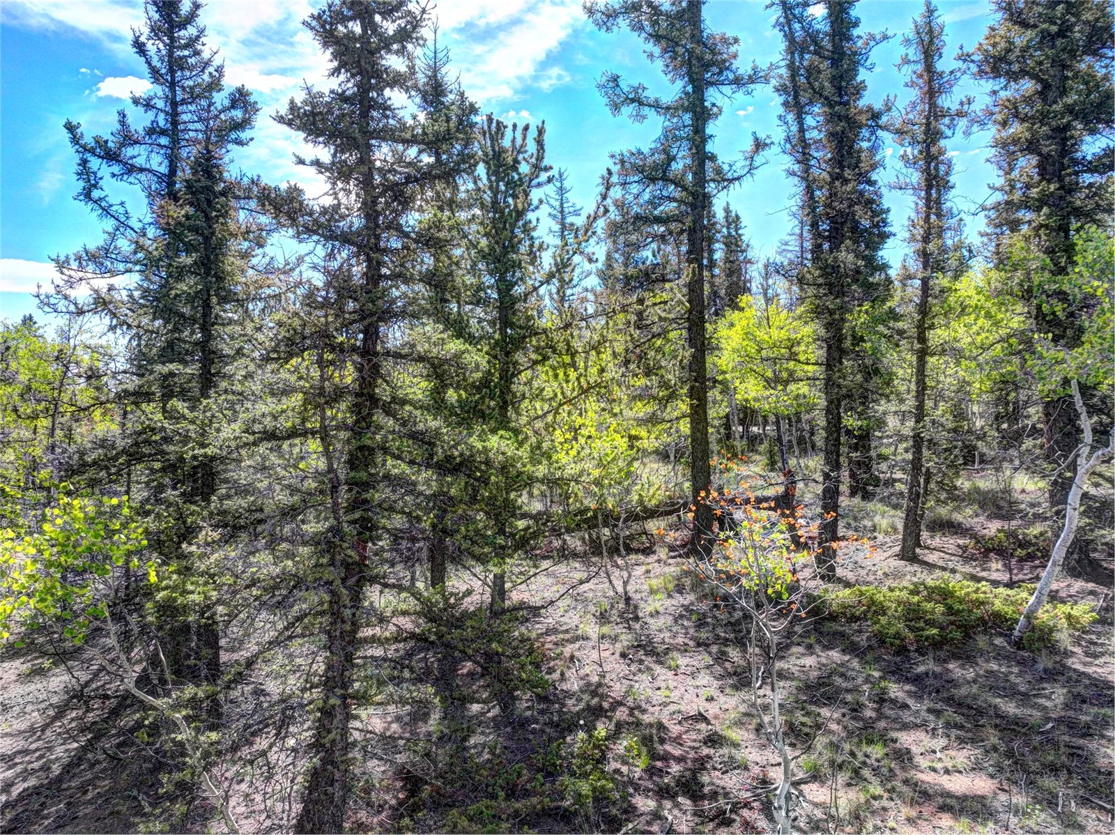 860 Shoshone Drive Property Photo 8
